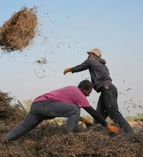 urnpublicidap.org1b5d63a396c76902a079d8271021430dSenegal_Young_Farmers_93009